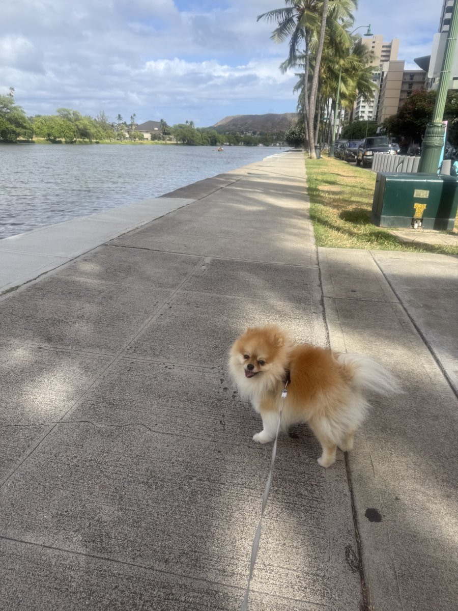 Pet sitter with adorable cavalier king charles spaniel